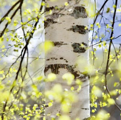 Бетулин, Инкода, 30 г